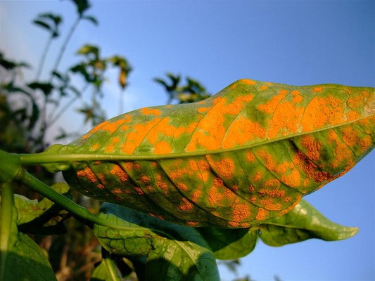 Coffee leaf rust