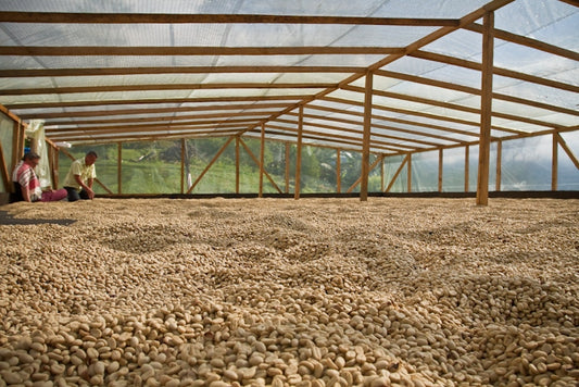 Coffee drying