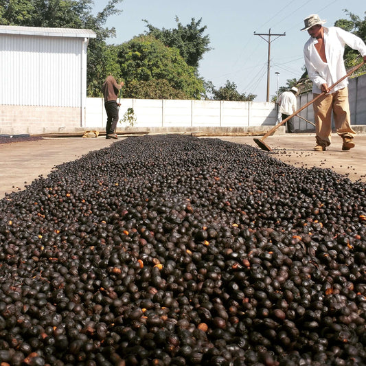 Natural processed coffee