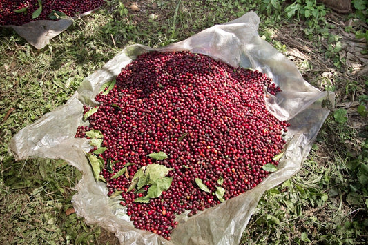 Coffee cherries