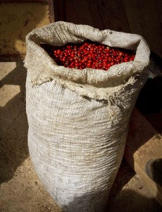 costa rican red coffee cherries
