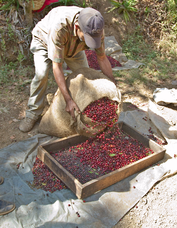El Salvador Malacara B sorting red cherries