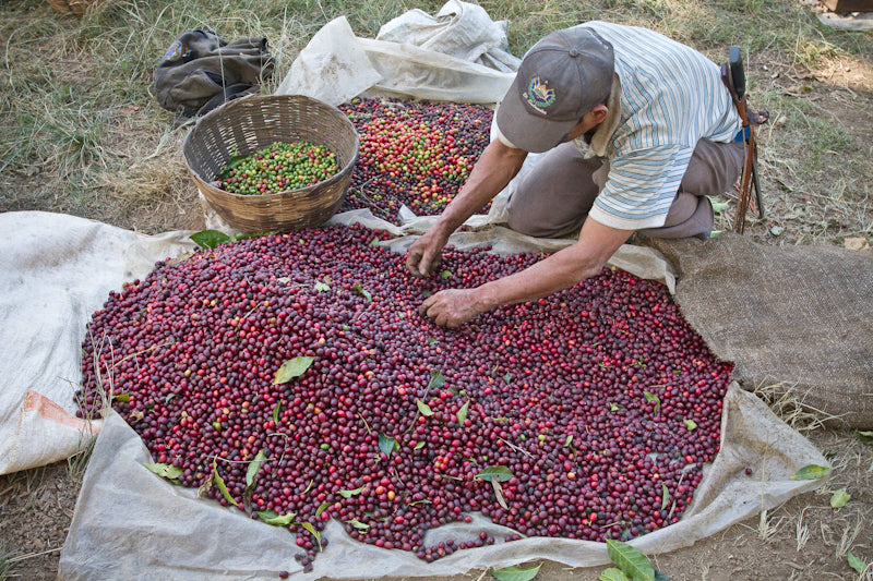 El Salvador Malacara B sorting red cherries