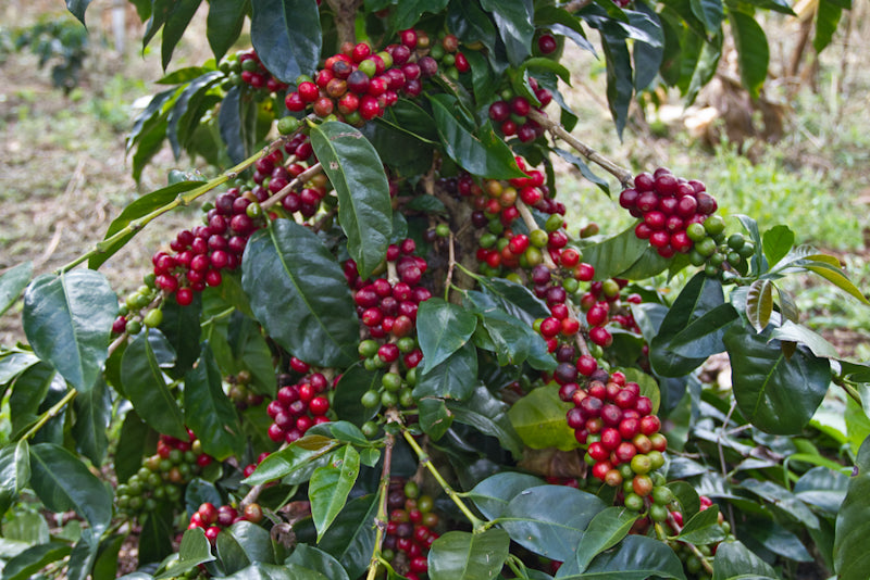 Colombian Coffee | Arnulfo Leguizamo, San Agustin, Huila | Fratello ...