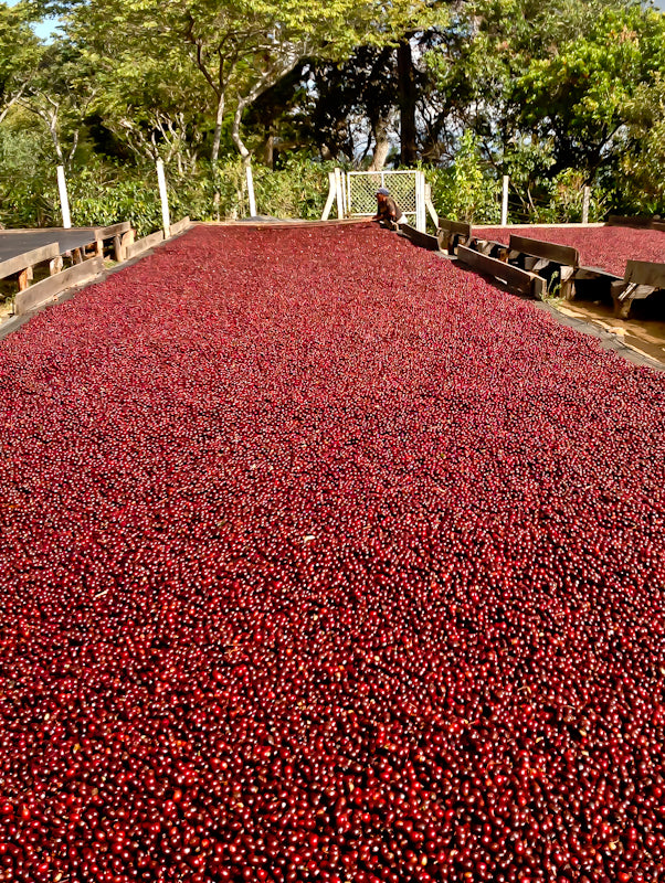 El Salvador CoffeeEl. 